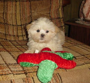 femalelhasaapso1.jpg