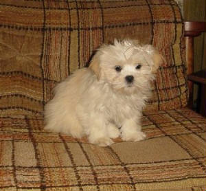 femalelhasaapso2.jpg