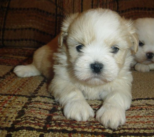 082808male2.jpg