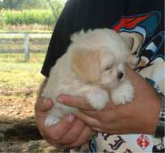 lhasafemale2acremeaug242003.jpg